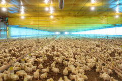 Defesa agropecuária do Paraná teve ano marcado pelo combate o vírus da Influenza Aviária