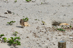 Revitalização da orla permitiu o retorno da fauna a Matinhos, com destaque para a coruja-buraqueira e o caranguejo maria-farinha.