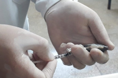 Saúde de peixes: UEL desenvolve pesquisas para auxiliar piscicultores na  produção de tilápia