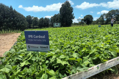 IDR-Paraná lança nesta terça-feira nova cultivar de feijão em Pato Branco