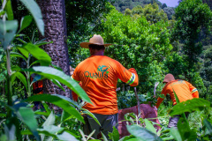   Projeto de erva mate orgânica financiado pelo BRDE expande fronteiras e recebe certificações internacionais 