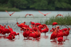 IAT GUARÁS GUARATUBA