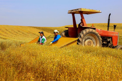 AGRO