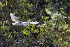 ICMS por Biodiversidade: municípios têm até 30 de abril para cadastrar novas áreas