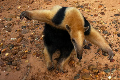 Tamanduá-mirim encontrado em Alto Piquiri é devolvido à natureza por técnicos do IAT
