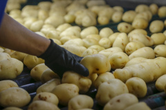 Batata-inglesa, contrafilé e óleo de soja registraram quedas de preços em março, aponta Ipardes