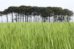 BOLETIM AGRO
