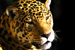 IAT FAUNA