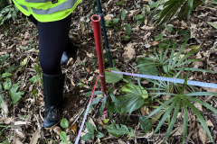 Obra da Ponte de Guaratuba inclui monitoramento da flora para preservação do meio ambiente