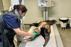 TAMANDUA