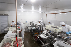 Com tilápia em alta, exportação paranaense de pescados cresceu 20% no 1º semestre de 2024