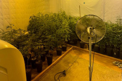 PMPR APREENDE MACONHA