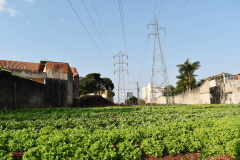 Programa Cultivar Energia ganha segunda horta em Londrina