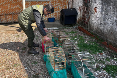  IAT APREENDE SETE AVES MANTIDAS EM CATIVEIRO IRREGULAR EM CURITIBA NESTA QUINTA-FEIRA (29)