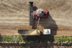 35 municípios do Paraná têm Valor Bruto da Produção Agropecuária superior a R$ 1 bilhão