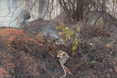  IAT preparou um guia orientativo para ajudar a população a agir com a fauna silvestre vitimada pelos focos de incêndio