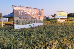 IDR-Paraná marca presença no Show Rural Coopavel de Inverno