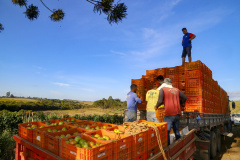 Investimentos do Paraná em agricultura cresceram 344% em 2024