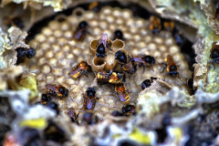 POLINIZA