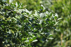 floresta