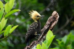 Ação científica de observação de aves vai ocorrer em 9 Unidades de Conservação do Paraná