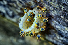 ABELHAS