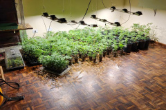 APREENSÃO MACONHA