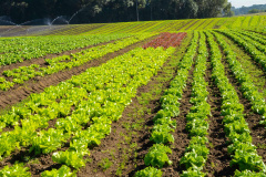 Prêmio Orgulho da Terra homenageia os 19 vencedores de 2024