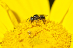 IAT POLINIZA PARANÁ