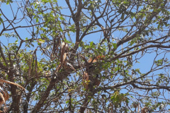 Tamanduá-mirim encontrado no perímetro urbano de Campo Mourão foi solto em um ponto de mata fechada nesta terça-feira (26).