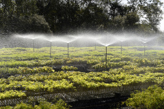 Paraná Mais Verde versão 2025 terá o início da reestruturação dos viveiros e laboratórios de sementes administrados pelo IAT