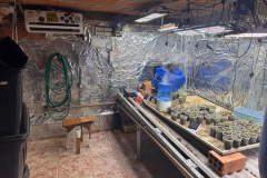 PCPR desmantela esquema para a produção de maconha em Piraquara