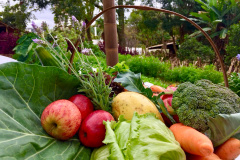 SEAB - Em 2024, Paraná investiu mais de R$ 250 milhões em segurança alimentar