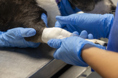 Com três estabelecimentos certificadas em 2024, Tecpar finaliza projeto-piloto para mercado veterinário