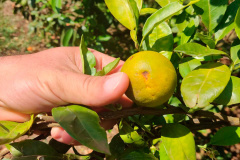 Paraná avança na luta contra o greening com força-tarefa que erradicou mais de 200 plantas sintomáticas no Noroeste