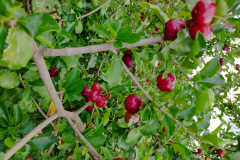 Inovações na Fruticultura são destaque durante o Show Rural Coopavel 2025