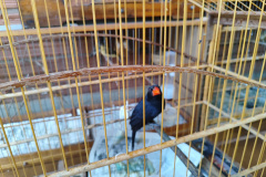IAT APREENSÃO AVES