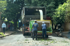 SEAB -  Operação contra greening em Paranavaí