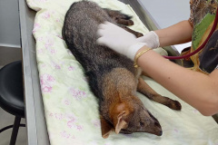 Cachorro-do-mato encontrado feriado em Toledo passa por tratamento e reabilitação no CAFS de Cascavel.