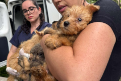 PCPR resgata mais de 130 cães vítimas de maus tratos e prende mulher em flagrante em Bocaiuva do Sul