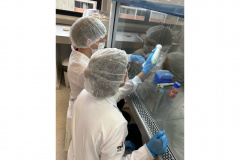 Projeto estuda alternativa para a produção de colágeno de jumento sem abate