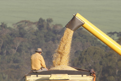 Produtores de milho terão boa produtividade na primeira safra e podem ter recorde de produção na segunda