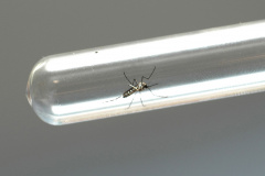 DENGUE