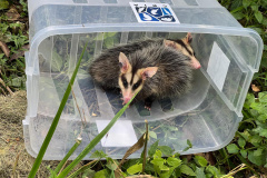IAT promoveu a soltura de seis gambás-de-orelha-branca que estavam sob cuidados dos participantes do programa de Voluntariado para Cuidados e Reabilitação Intensiva de Animais Silvestres (CRIA)
