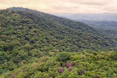 Paraná reduziu em 95% o desmatamento ilegal da Mata Atlântica entre 2021 e 2024, de acordo com dados do Instituto Água e Terra