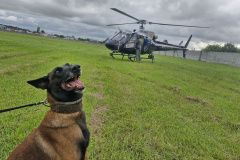 PCPR TREINA CÃES FAREJADORES