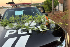 PCPR e PMPR prendem quatro pessoas em operação integrada em Santo Antônio do Sudoeste