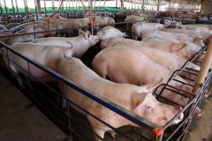 BOLETIM AGROPECUÁRIO CARNE SUÍNA