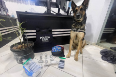 PCPR prende 12 pessoas em operação de combate ao tráfico de drogas em Guarapuava