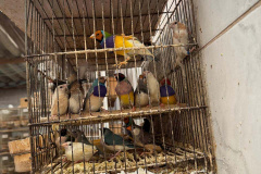 PCPR resgata mais de 5 mil aves exóticas de situação de maus tratos em Arapongas